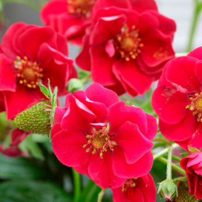 Земляника "Summer Breeze Red"