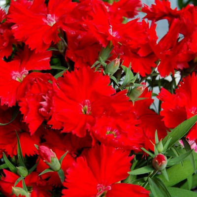 Гвоздика китайская "Diana Scarlet"