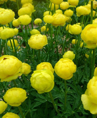 Купальница культурная "Lemon Queen"