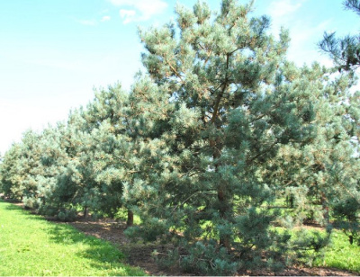 Сосна обыкновенная "Glauca"
