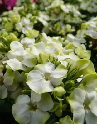 Флокс метельчатый "Jade"
