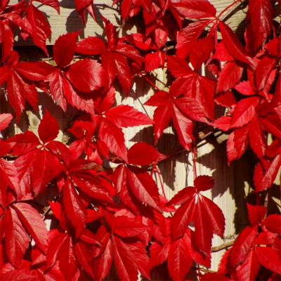 Виноград девичий "Red Wall"