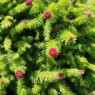 Ель обыкновенная "Wild Strawberry"