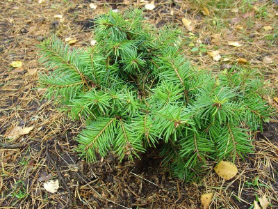 Псевдотсуга Мензиса "Fletcheri"