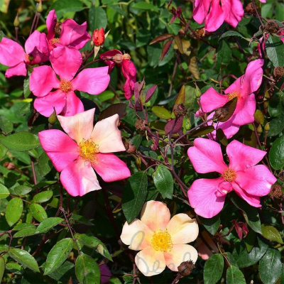 Роза "Mutabilis"
