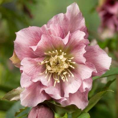 Морозник восточный "Double Ellen Pink"