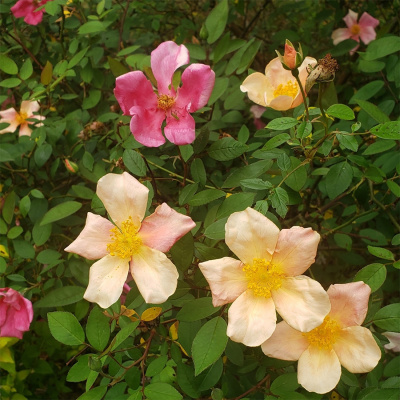 Роза "Mutabilis"