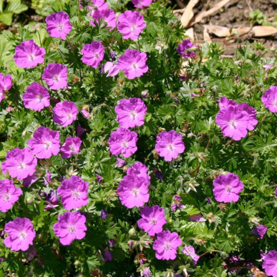Герань кроваво-красная "Max Frei"