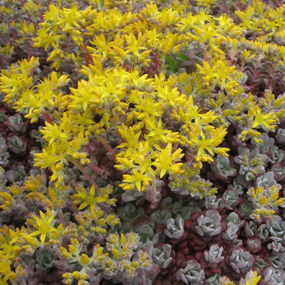 Очиток лопатчатолистный "Atropurpurea"