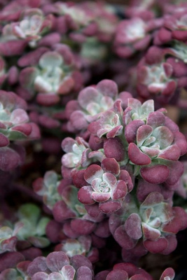 Очиток лопатчатолистный "Atropurpurea"