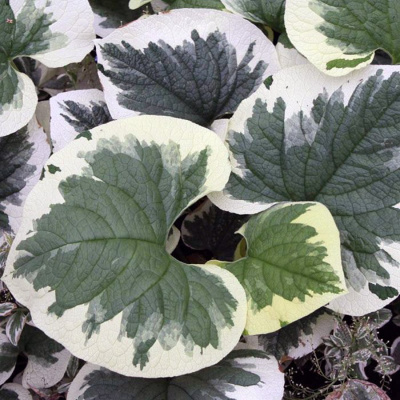 Бруннера крупнолистная "Variegata"