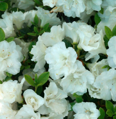 Азалия японская "Schneeperle"