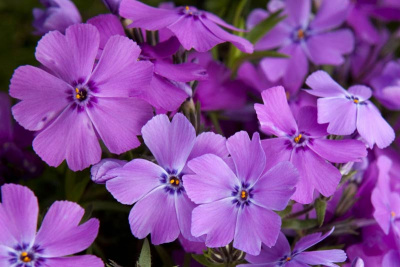 Флокс шиловидный "Early Spring Purple"