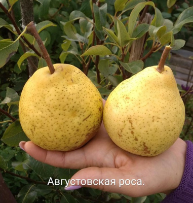 Груша "Августовская роса"