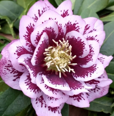 Морозник восточный "Pretty Ellen Pink"
