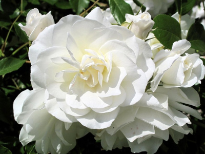 Шиповник (роза) сортовой "Blanc Double de Coubert"