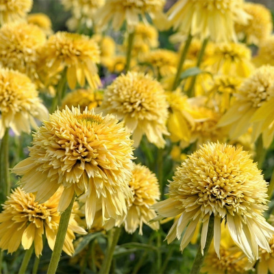 Эхинацея пурпурная "Eccentric Yellow"