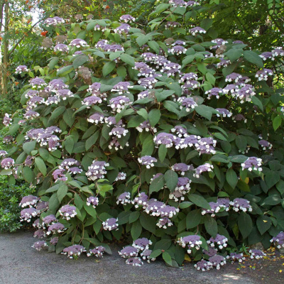 Гортензия шероховатая "Macrophylla"