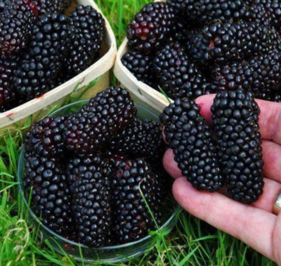 Ежевика "Black Butte"