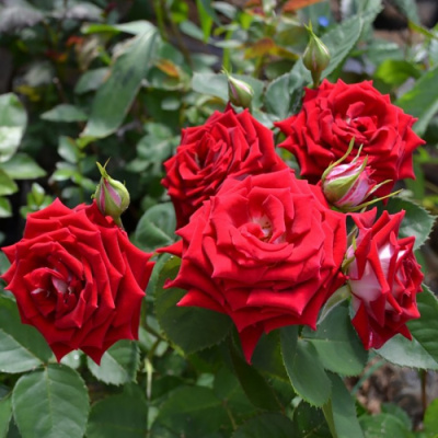 Роза "Ruby Star"