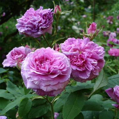 Роза "Jenny Duval"