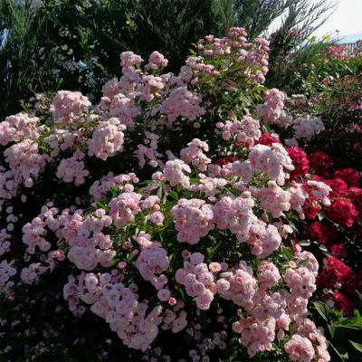 Роза "Heavenly Pink"