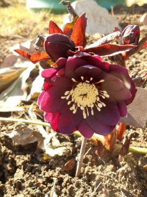 Морозник восточный "Pretty Ellen Red"