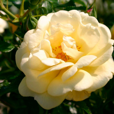 Роза "Sunny Rose"