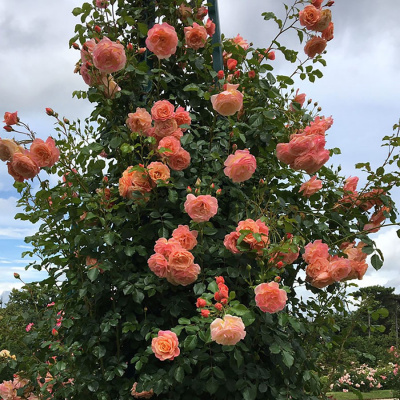 Роза "Peach Melba"
