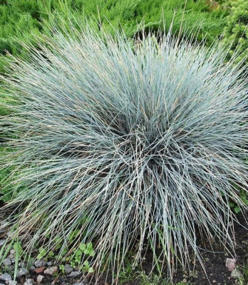 Овсяница сизая "Blauglut"