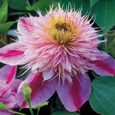 Клематис "Empress"