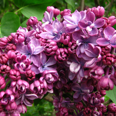 Сирень "Violetta"