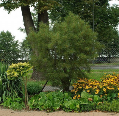 Крушина ломкая "Asplenifolia"