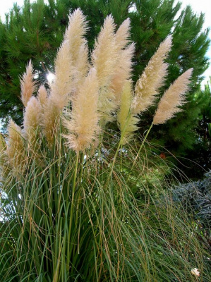 Кортадерия селло "White Plume"