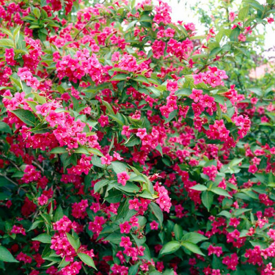 Вейгела "Bristol Ruby"