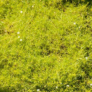 Мшанка шиловидная "Aurea" (Scotch Moss)