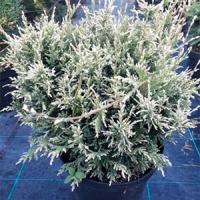Кипарисовик горохоплодный "White Beauty"