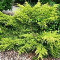 Можжевельник китайский "Gold Fern"