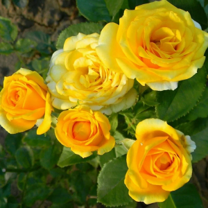 Роза "Yellow Babe"