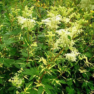 Лабазник (таволга) вязолистный "Variegata"