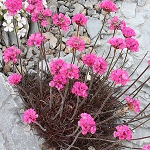 Армерия приморская "Rubrifolia"