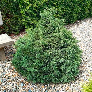Кипарисовик тупой "Lycopodioides"
