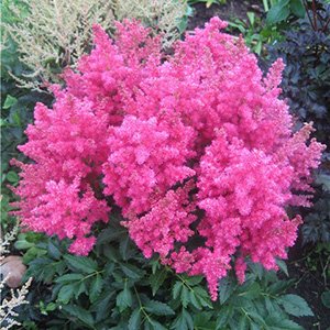 Астильба гибридная "Fireberry"
