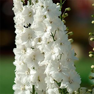 Дельфиниум "Magic Fountains White"