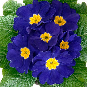 Примула "Hethor Blue"