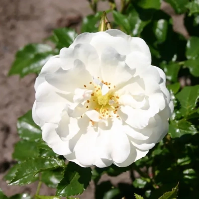 Роза "Diamant"
