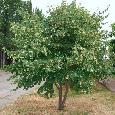 Липа амурская